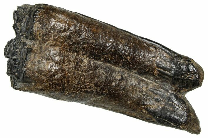 Pleistocene Aged Fossil Horse Tooth - South Carolina #374126